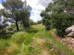 Flora del Cerro Masatrigo